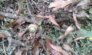 The fruit of healthy trees.